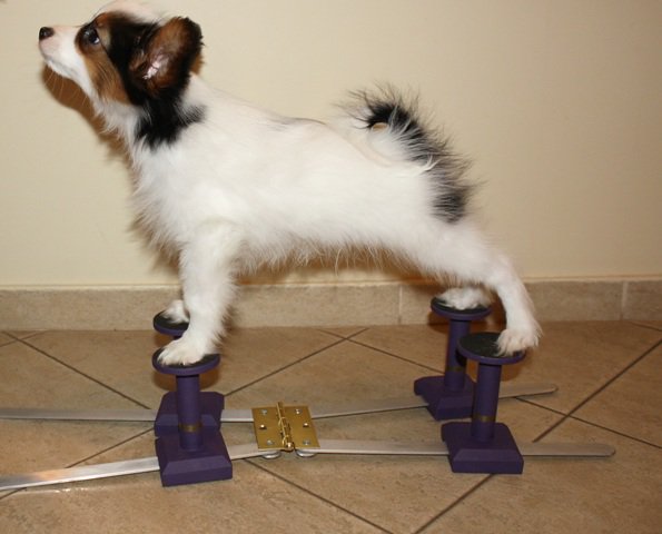 Showstackers Show Stacker Happy Legs Dog Stacking Blocks